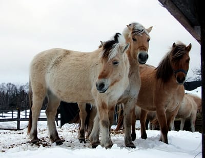 horses on maine farm winter photo