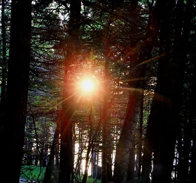 maine sunshine woodlot photo