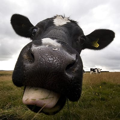 cows tongue farming photo