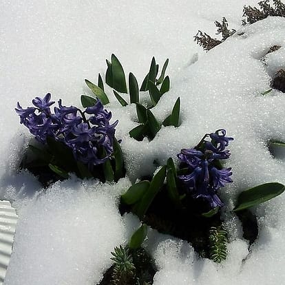 snowflowers in maine 