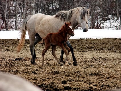 maine baby horse photo
