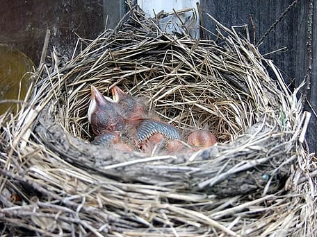 birds nest maine home photo