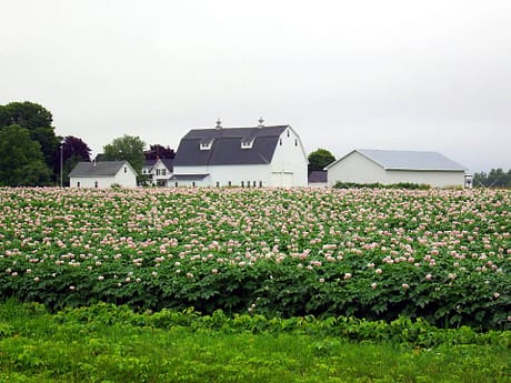 farms in maine 2