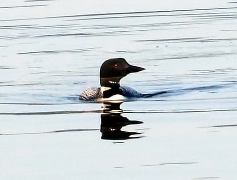 loon in maine photo
