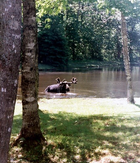 moose bath maine photo