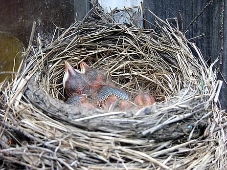birds nest in maine photo