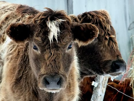 cows in maine photo