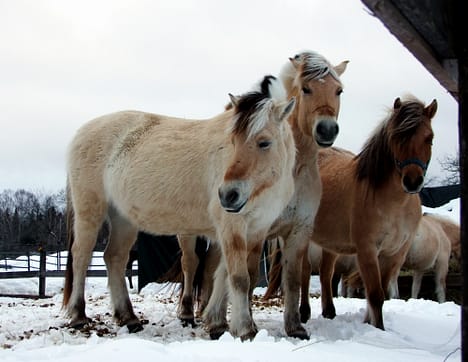 horses winter lfarm and photo