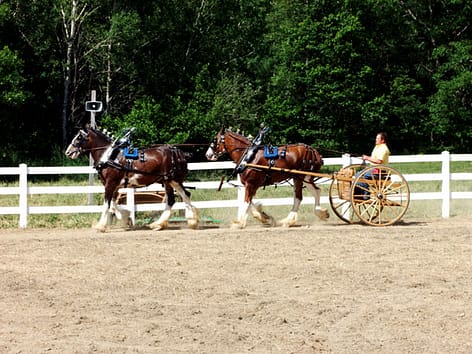 horses in  maine farm photo