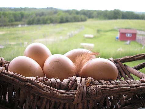 eggs maine farm photo
