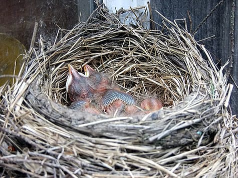 birds nest home in maine photo