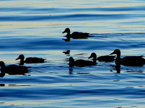 ducks on a maine lake photo