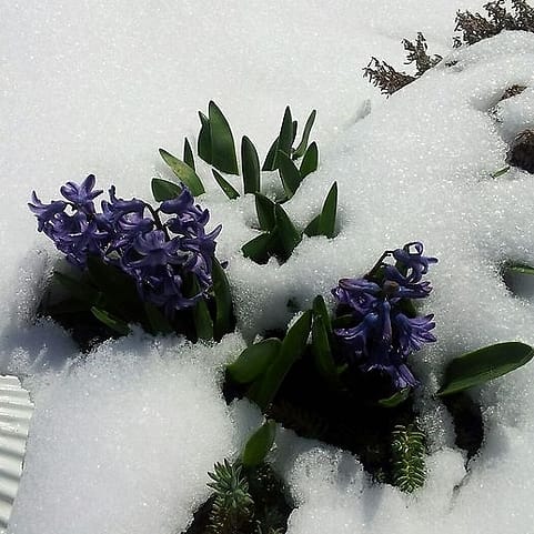 snow flowers in Maine