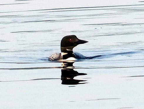 loons in maine photo 