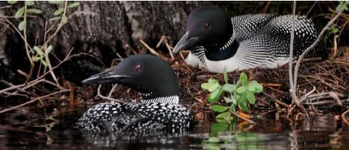 The Maine Loons, Haunting Shrill Calls That Get Your Attention On The Waterfront.