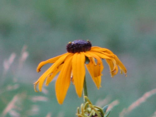 Maine Brown Eye Susans, Other Wild Flowers Plentiful In Maine And Free.