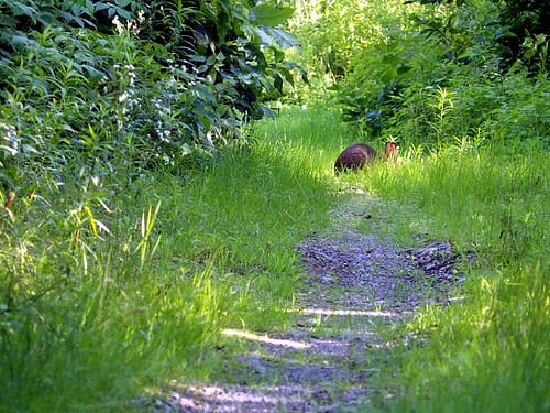 bunny on trail in maine photo