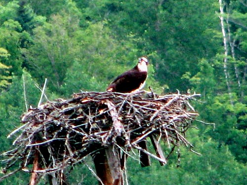 eagle in land in maine nest photo