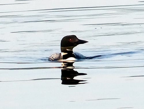 loon maine photo