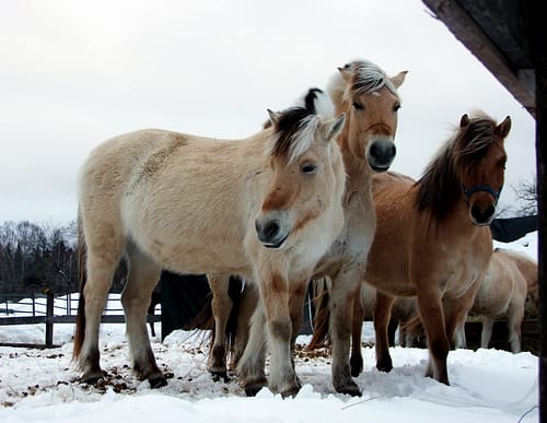 horses winter in maine photo