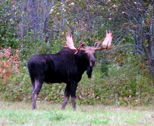 Maine Is More Wildlife, Like Majestic Moose, Deer, Other "Neighbors".