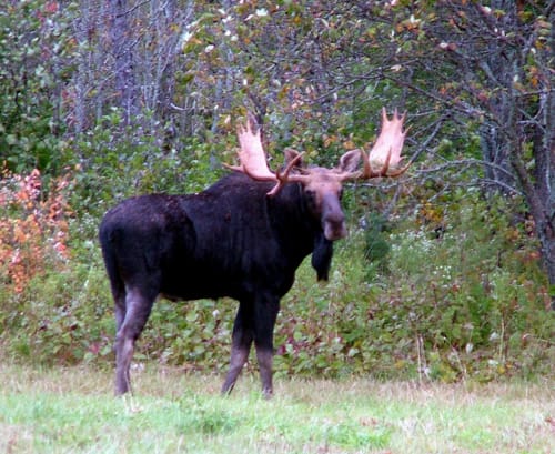 Maine Moose Seen A Lot In Vacationland.