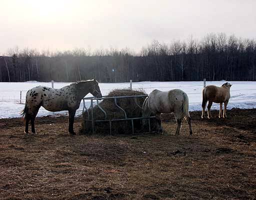 Hay Is Cheap The Expression...Could Change.