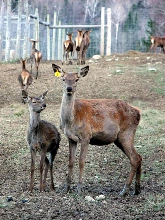 Maine Deer Safe From Hunters