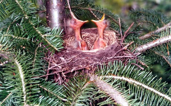 Opening Up Your Nest For Boarders..Could You?