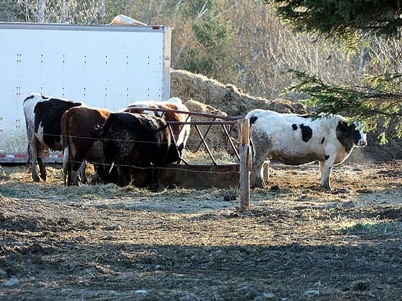 Maine Rural Living Is Real, Wholesome, Honest.