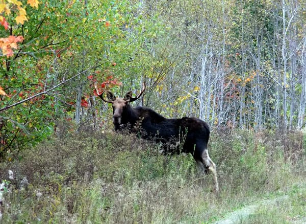 Maine Moose Playing Hide And Seek From Orange Plastered Hunters.