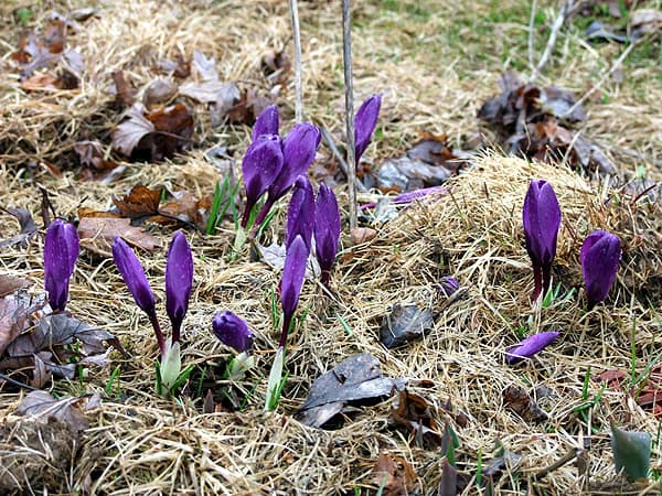 spring flowers photo