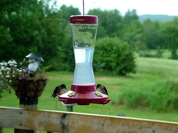 humming birds in maine feed photo