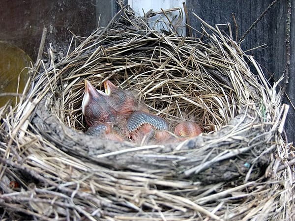 birds nest home in maine photo