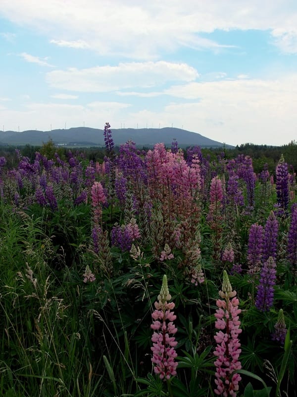 maine land