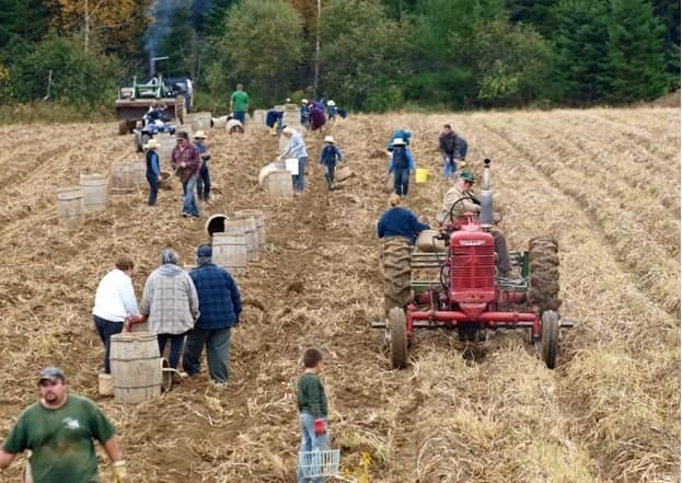 potato farm field picking