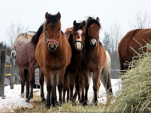 horses in group photo
