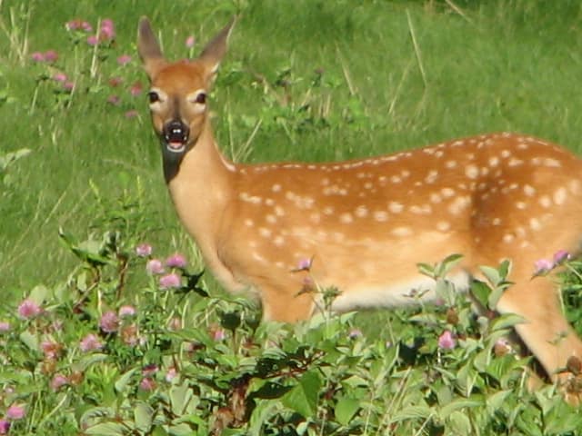 The Wildlife You Meet On A Maine Farm Tractor.