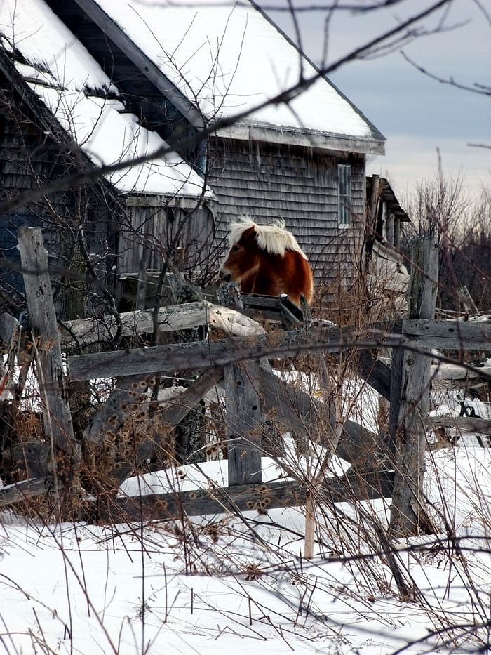 Spring Like Temperatures, Melting New Maine Winter Snow.