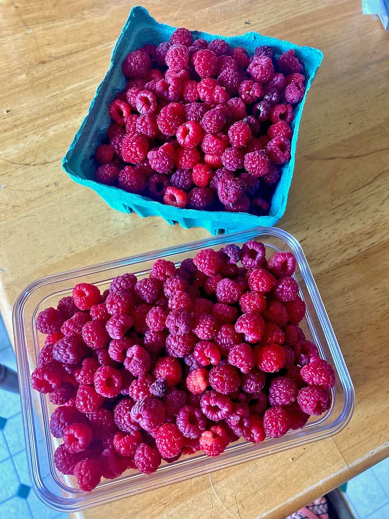 fresh Maine raspberries