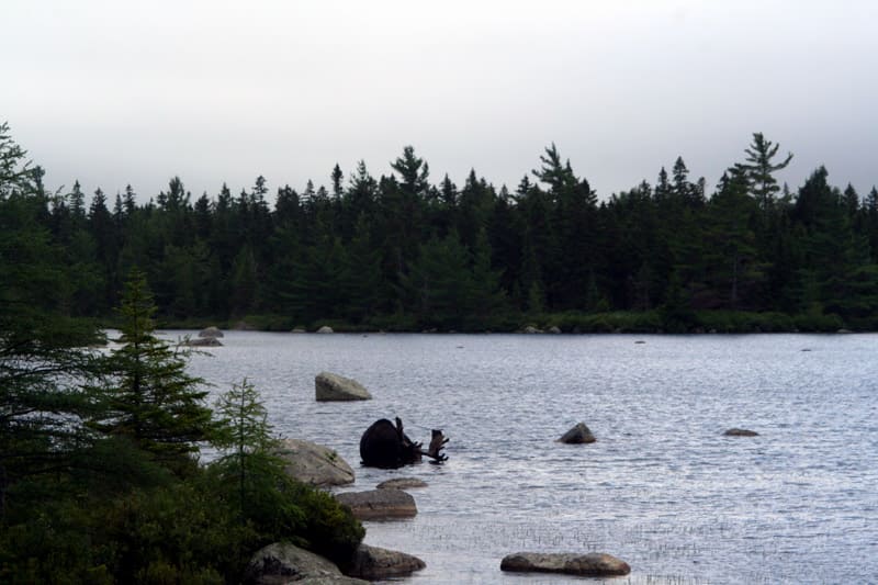 maine moose photo at baxter