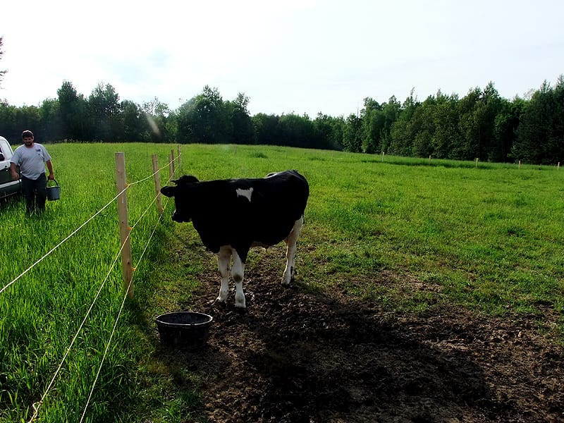 One Maine Cow, Plenty Of Grain, Clean Water, Pature Grasses.