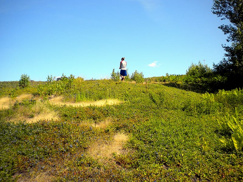 Maine Blueberry Raking Under The Hot Sun.