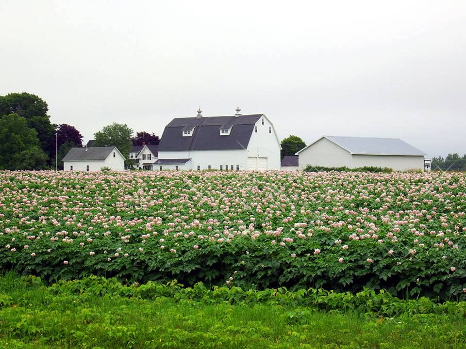 farms in maine photo
