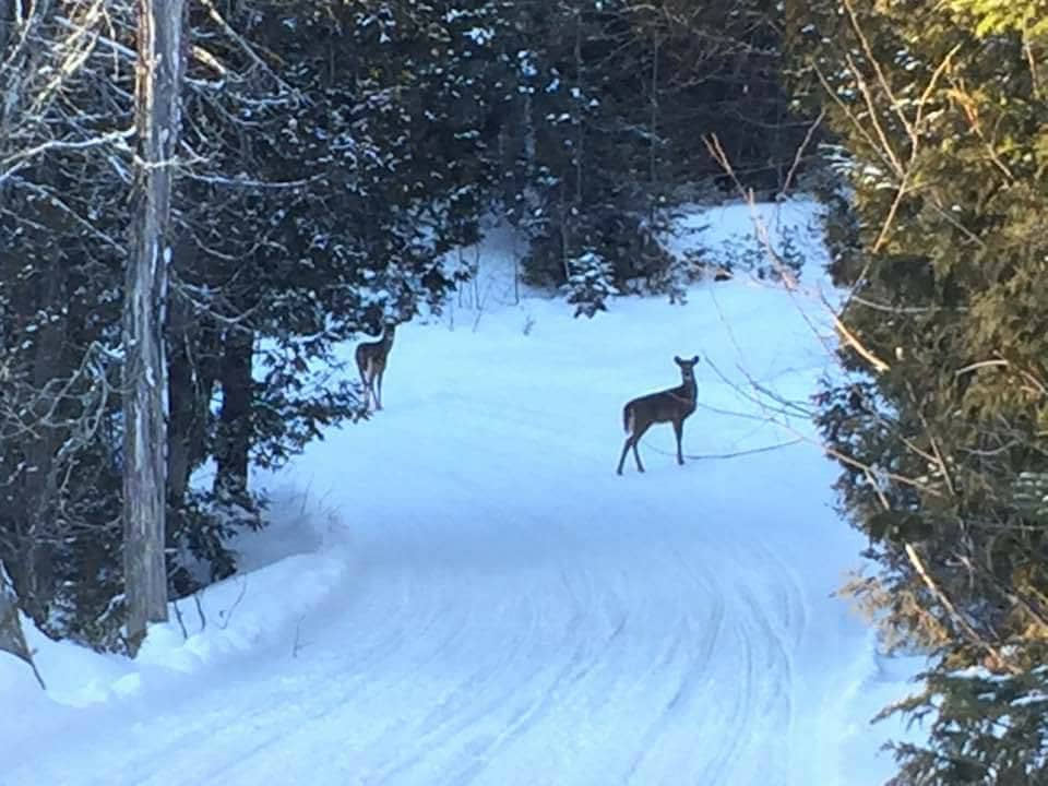 deerwintersledtrail