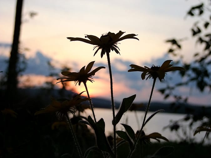 Maine Wild Flowers Lakeside