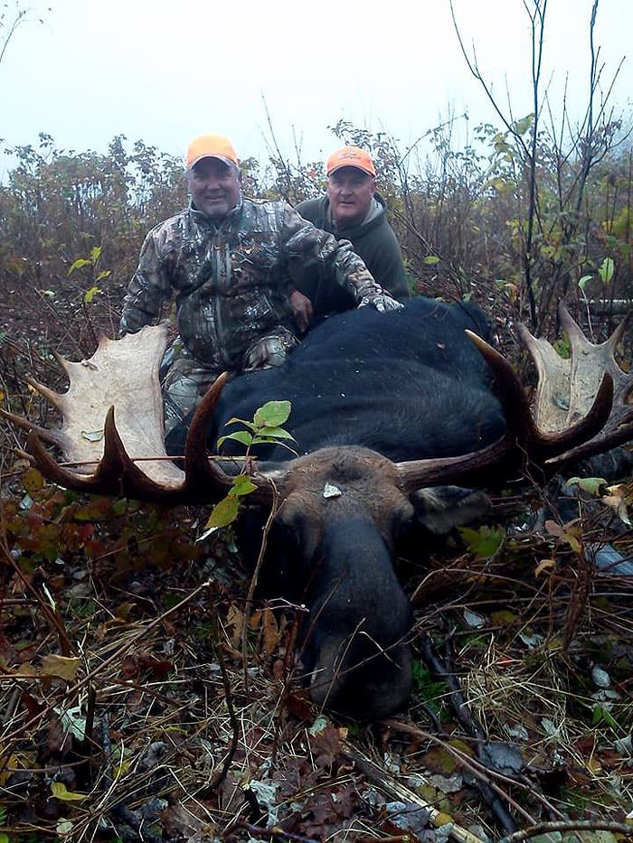 The Maine Moose On The Loose But Being Hunted. - MeInMaine Blog